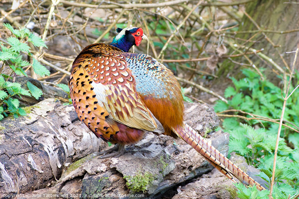 Pheasant showing his true colours Picture Board by Julie Tattersfield