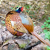 Buy canvas prints of Pheasant showing his true colours by Julie Tattersfield