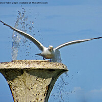Buy canvas prints of Seagull taking flight from fountain by Laurence Tobin