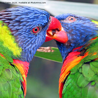 Buy canvas prints of Friendly Parrots by Laurence Tobin