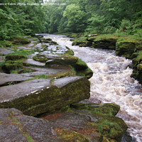 Buy canvas prints of Rapids on The Strid near Bolton Abbey by Laurence Tobin