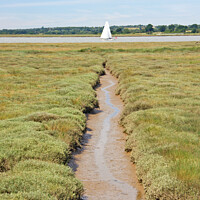 Buy canvas prints of Sailing on the River Colne at Brightlingsea, Essex by Laurence Tobin