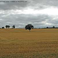 Buy canvas prints of Solitary Tree In Mown Field, Essex by Laurence Tobin