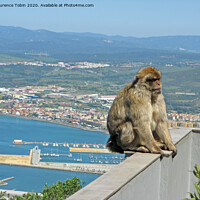 Buy canvas prints of Barbary Ape Above Gibraltar Harbour by Laurence Tobin