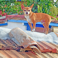 Buy canvas prints of Dog on Roof, Cuba by Laurence Tobin