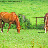Buy canvas prints of Horses Grazing in Warwicksire by Laurence Tobin