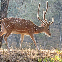 Buy canvas prints of Young Deer. Ranthambore National Park, India by Laurence Tobin