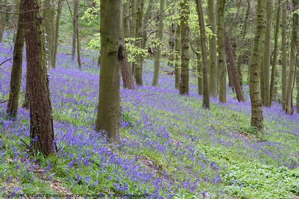 Bluebells Bothal Woods Northumberland Picture Board by David Thompson