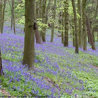 Buy canvas prints of Bluebells Bothal Woods Northumberland by David Thompson
