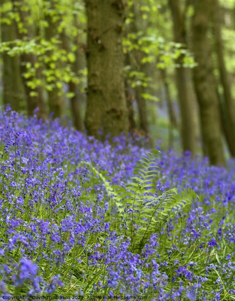 Bluebells Bothal Northumberland Picture Board by David Thompson
