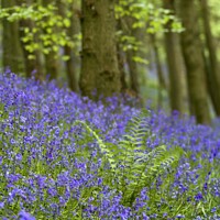 Buy canvas prints of Bluebells Bothal Northumberland by David Thompson