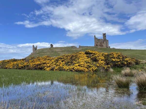 Dunstanburgh Castle Northumberland  Picture Board by David Thompson