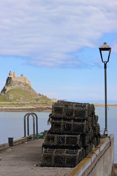 Lindisfarne  castle Holy Island Picture Board by David Thompson