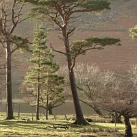 Buy canvas prints of Buttermere Lake District by David Thompson