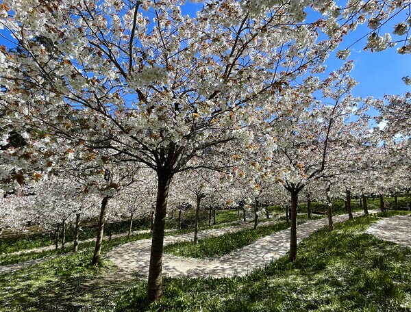Cherry Blossom Alnwick Garden Picture Board by David Thompson