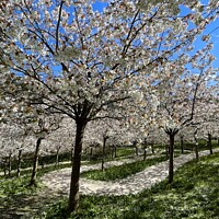 Buy canvas prints of Cherry Blossom Alnwick Garden by David Thompson