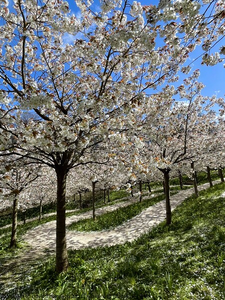 Cherry Blossom Alnwick  Picture Board by David Thompson