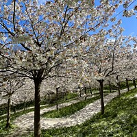 Buy canvas prints of Cherry Blossom Alnwick  by David Thompson