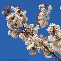 Buy canvas prints of Cherry Blossom by David Thompson