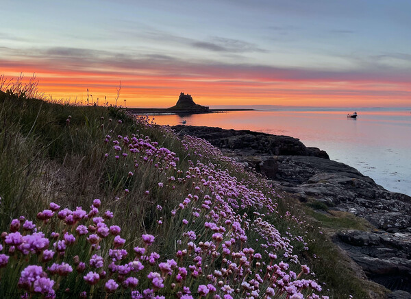 Holy Island Sunrise Northumberland Coast  Picture Board by David Thompson