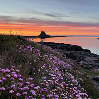 Buy canvas prints of Holy Island Sunrise Northumberland Coast  by David Thompson
