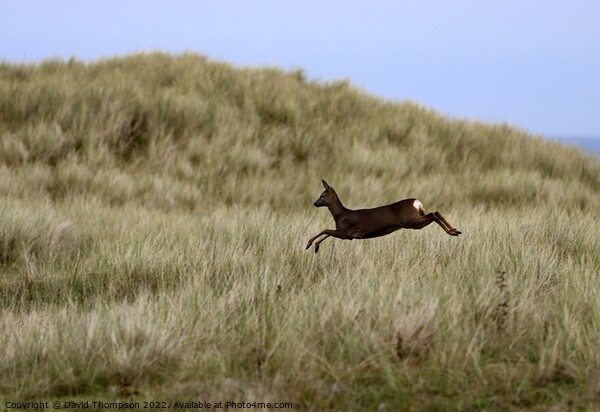 Holy Island Deer in the Dunes  Picture Board by David Thompson