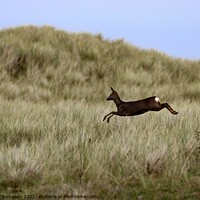 Buy canvas prints of Holy Island Deer in the Dunes  by David Thompson