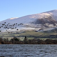 Buy canvas prints of Bassenthwaite Geese by David Thompson