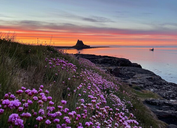 Holy Island Sunrise  Northumberland  Picture Board by David Thompson