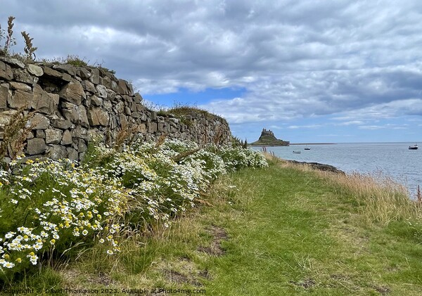 Holy Island Northumberland  Picture Board by David Thompson