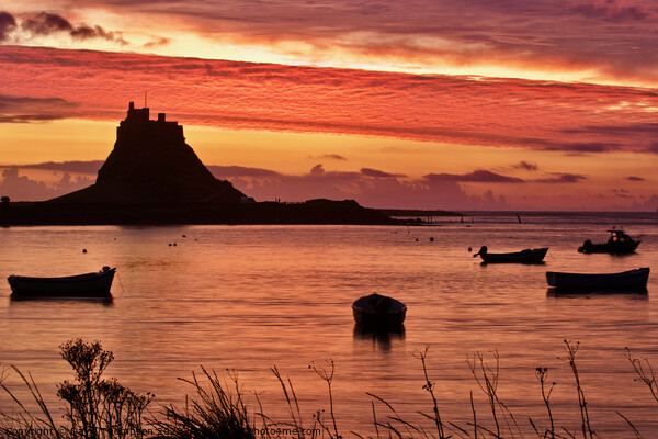 Holy Island  Picture Board by David Thompson