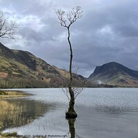 Buy canvas prints of Buttermere Lone Tree by David Thompson