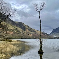 Buy canvas prints of Lone tree Buttermere by David Thompson