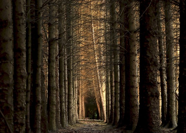 Morpeth Borough Woods Northumberland  Picture Board by David Thompson