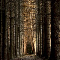 Buy canvas prints of Morpeth Borough Woods Northumberland  by David Thompson