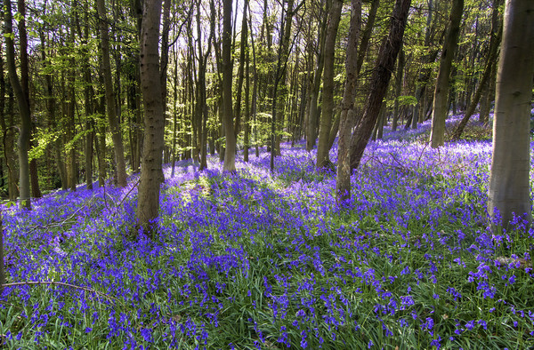 Bluebells at Bothal Woods Northumberland Picture Board by David Thompson