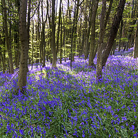 Buy canvas prints of Bluebells at Bothal Woods Northumberland by David Thompson