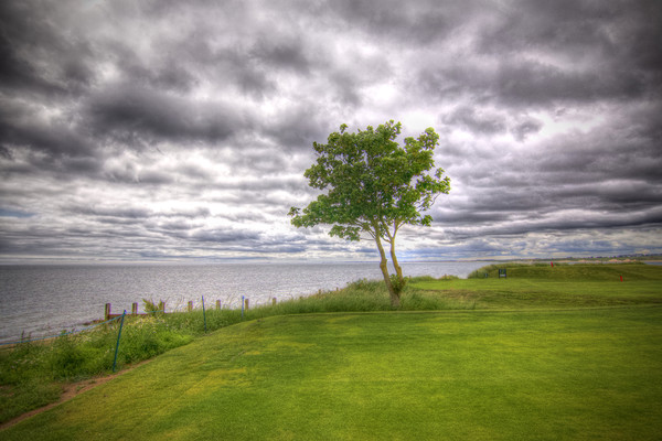  Alnmouth Golf Course Northumberland Coast  Picture Board by David Thompson