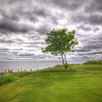 Buy canvas prints of  Alnmouth Golf Course Northumberland Coast  by David Thompson