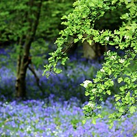 Buy canvas prints of Bluebell Woods Morpeth Northumberland by David Thompson