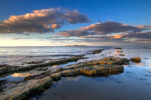 Coquet Island Amble Northumberland Coast  Picture Board by David Thompson