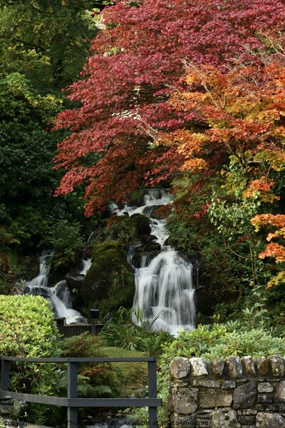 Autumn colours Trossachs Scotland Picture Board by David Thompson