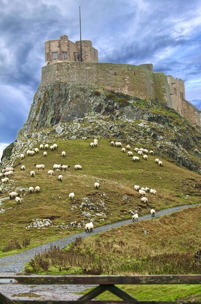 Lindisfarne Castle Holy Island Northumberland Picture Board by David Thompson