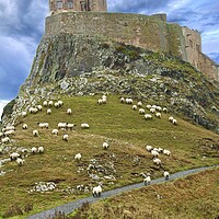 Buy canvas prints of Lindisfarne Castle Holy Island Northumberland by David Thompson