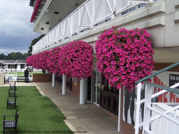 York Racecourse Picture Board by David Thompson