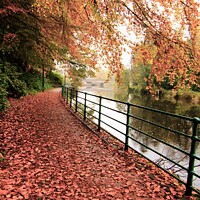 Buy canvas prints of Morpeth Northumberland  Promenade in Autumn  by David Thompson