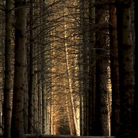 Buy canvas prints of Morpeth Borough Woods Northumberland by David Thompson