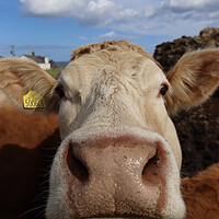 Buy canvas prints of Howick Northumberland cow by David Thompson