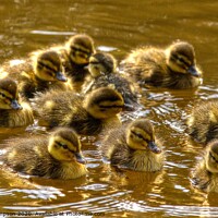Buy canvas prints of Ducklings  by David Thompson