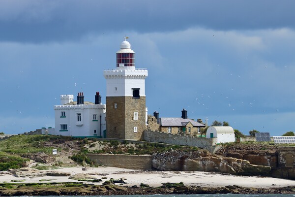 Coquet Island Lighthouse Northumberland Coast Picture Board by David Thompson